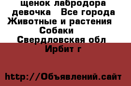 щенок лабродора девочка - Все города Животные и растения » Собаки   . Свердловская обл.,Ирбит г.